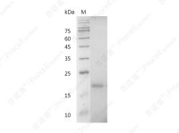 IL-33/IL-1 F11/NF-HEV, Mouse, Recombinant