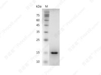 GDNF/ATF/HSCR3, Human, Recombinant