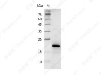 FGF-4/HST-1/HBGF-4, Human, Recombinant
