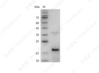 FGF-2/bFGF/FGF-b, Mouse, Recombinant