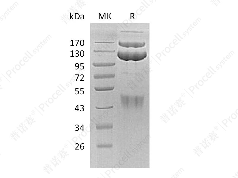 HGF R/c-Met/HGFR (C-Fc), Human, Recombinant