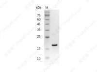 IL-1β/IL1F2, Mouse, Recombinant