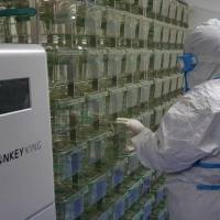Romiplostim诱导小鼠骨髓纤维化模型