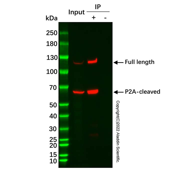 HA标签免疫(共)沉淀试剂盒(纳米抗体磁珠法)，BioReagent, for IP，阿拉丁