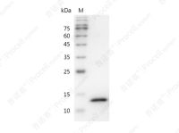 Interferon γ/IFN-γ/IFNG, Mouse, Recombinant