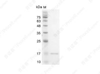 Interferon γ/IFN-γ/IFNG, Human, Recombinant