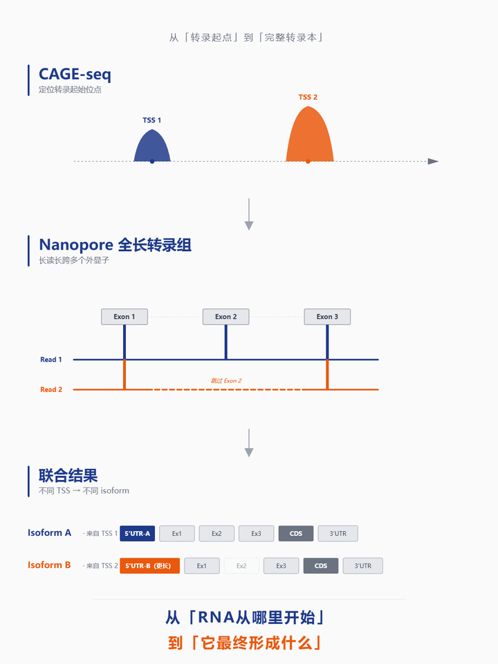 TSS找到了，然后呢？CAGE-seq × Nanopore全长转录组，看清RNA从起点到完整转录本