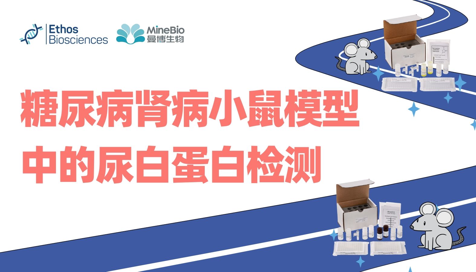 糖尿病肾病小鼠模型中的尿白蛋白检测-Ethos