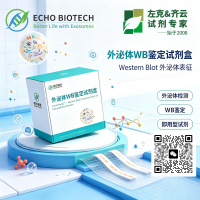 【Exosupur®纯化试剂盒】Exosupur细胞上清2步法快速外泌体纯化试剂盒