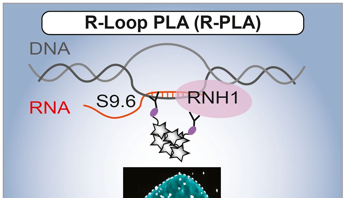 R-loop 难测？双抗体 PLA 新方法 R-PLA 登 Cell Reports Methods
