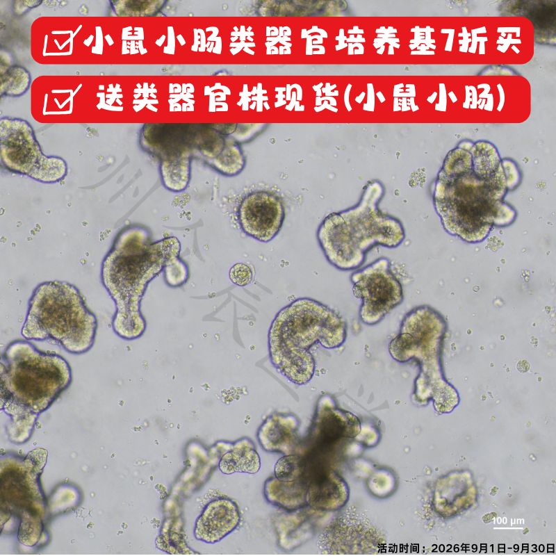 小鼠小肠类器官株(现货)类器官模型