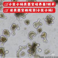 小鼠小肠类器官株（现货）类器官模型