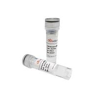 Anti-Plasmodium berghei CSP Antibody (SAA2604)