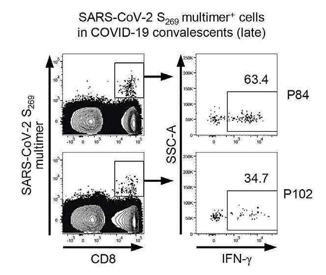 展示了康复期患者体内SARS-CoV-2特异性CD8⁺ T细胞的增殖能力及其效应功能