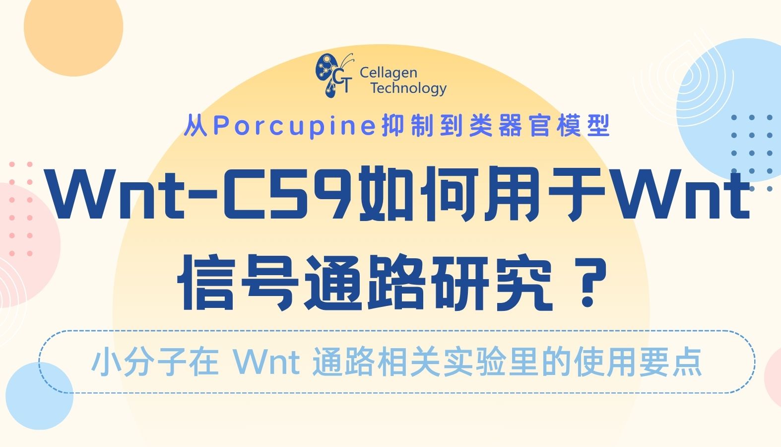 从Porcupine抑制到类器官模型：Wnt-C59如何用于Wnt信号通路研究？