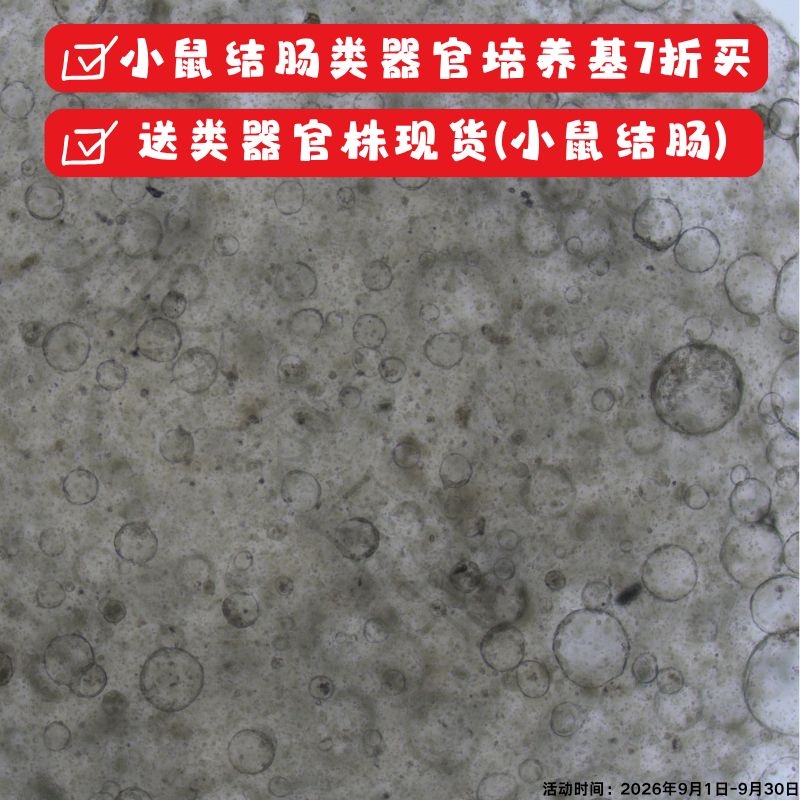 小鼠结肠类器官株     现货   类器官模型