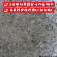 小鼠结肠类器官株     现货   类器官模型