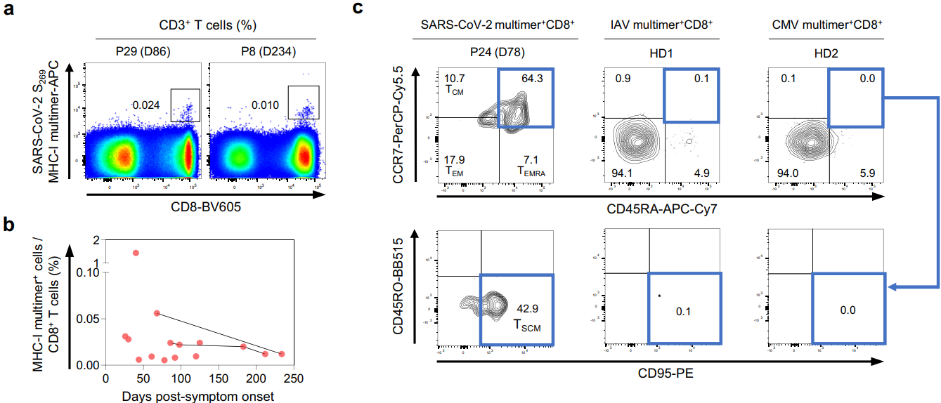 SARS-CoV-2特异性MHC-I多聚体阳性T细胞的频率及分化状态