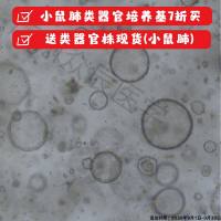 小鼠肺类器官株     现货    类器官模型
