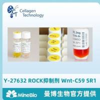 Y-27632 ROCK抑制剂 Wnt-C59 SR1