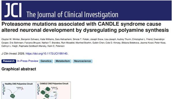 大脑发育受阻？类器官揭开罕见病CANDLE真相