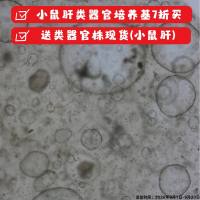 小鼠肝类器官株   现货  类器官模型