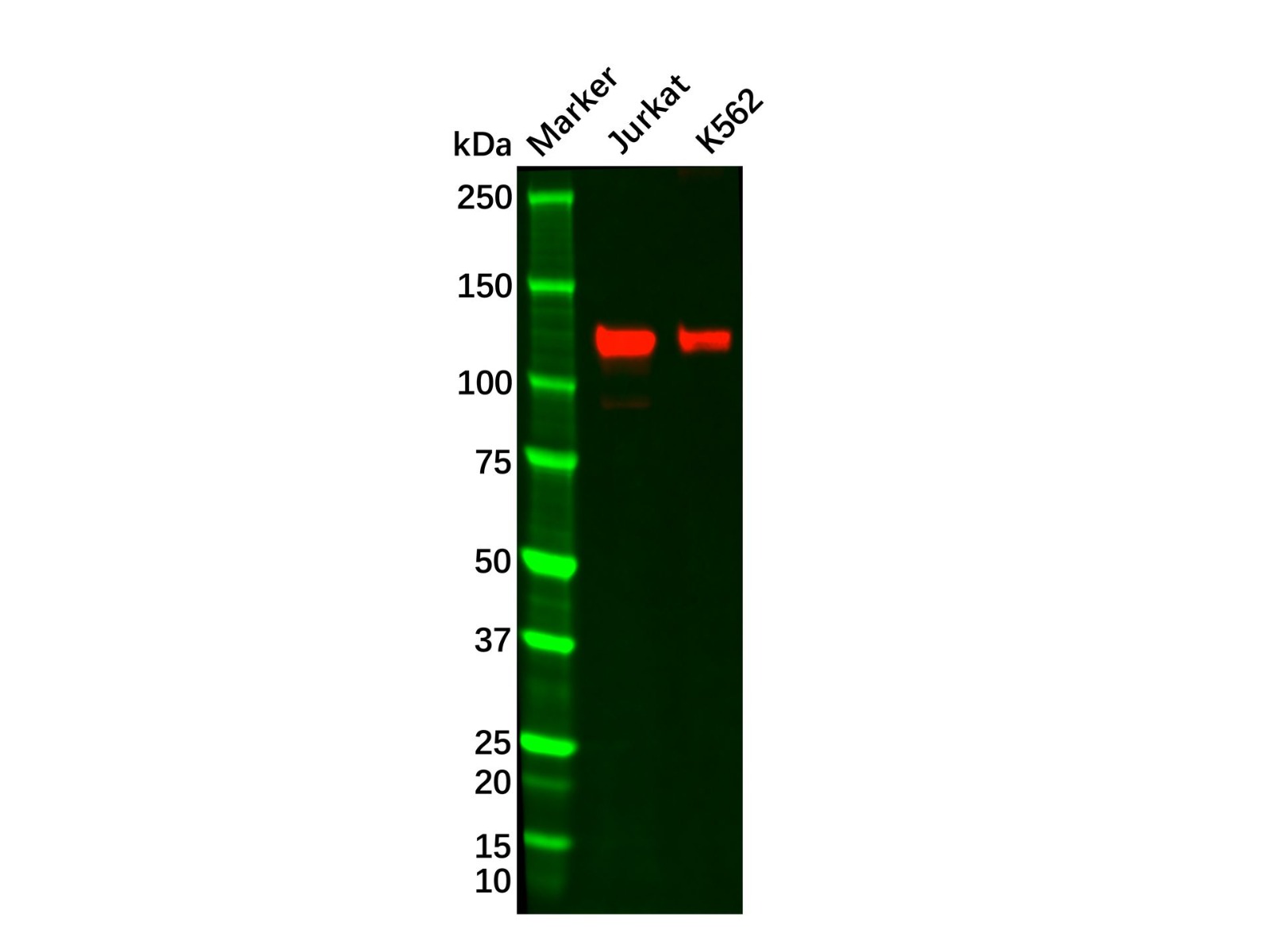 Recombinant GEF H1 Antibody,ExactAb™, Validated, 重组, 0.48 mg/mL,阿拉丁产品图