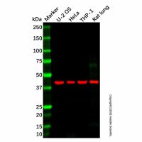 CBWD2 Antibody，ExactAb™, Validated, 1.0 mg/mL，阿拉丁