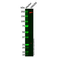 DOCK180 Antibody，Validated, ExactAb™, Carrier Free, 1.0 mg/mL，阿拉丁