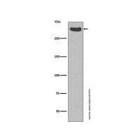 Recombinant Cubilin Antibody,重组, ExactAb™, 已验证, 见COA,阿拉丁