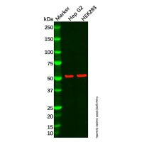 Dab1 Antibody,Validated, 1.0 mg/mL,阿拉丁