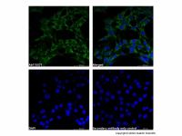 Recombinant MLKL Antibody,重组, ExactAb™, 已验证, 见COA,阿拉丁
