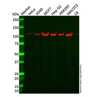 Recombinant Meckelin Antibody，ExactAb™, Validated, 重组, 2.1 mg/mL，阿拉丁