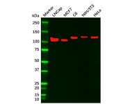 E Cadherin Mouse mAb,ExactAb™, Validated, Carrier Free, 1.0 mg/mL,阿拉丁