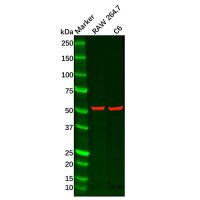 Recombinant Adipose Triglyceride Lipase Antibody，ExactAb™, Validated, 重组, 0.7 mg/mL，阿拉丁