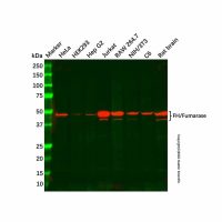 Recombinant FH/Fumarase Antibody,重组, ExactAb™, 已验证, 见COA,阿拉丁
