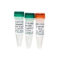 Human Methylated & Non-methylated DNA Set(人源甲基化与非甲基化DNA标准品套装)