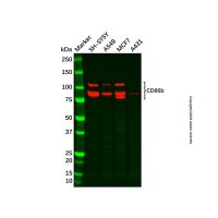 Recombinant CD66b Antibody,重组, ExactAb™, 已验证, 见COA,阿拉丁