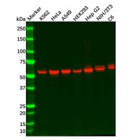 Recombinant Glutaminase Antibody,ExactAb™, Validated, 重组, 0.7 mg/mL,阿拉丁