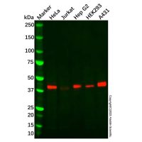 Recombinant HLA-C Antibody,ExactAb™, Validated, 重组, 1.5 mg/mL,阿拉丁