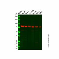 Recombinant BRAT1 Antibody，ExactAb™, Validated, 重组, 0.2 mg/mL，阿拉丁