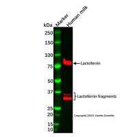 Recombinant Lactoferrin Antibody,重组, ExactAb™, 已验证, 见COA,阿拉丁