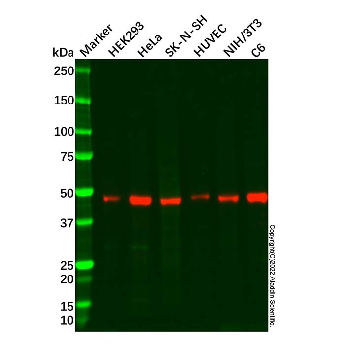 Recombinant COUP TF1 Antibody,ExactAb™, Validated, 重组, 0.65 mg/mL,阿拉丁产品图