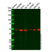 Recombinant COUP TF1 Antibody,ExactAb™, Validated, 重组, 0.65 mg/mL,阿拉丁