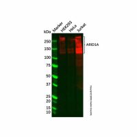 Recombinant ARID1A Antibody,重组, ExactAb™, 已验证, 见COA,阿拉丁