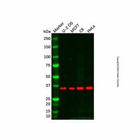 Recombinant JAB1 Antibody,重组, ExactAb™, 已验证, 0.7 mg/mL,阿拉丁