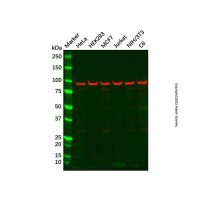 Recombinant EEF2/Elongation factor 2 Antibody,重组, ExactAb™, 敲低验证, 已验证, 见COA,阿拉丁