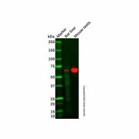 Aldehyde dehydrogenase 10 Mouse mAb,ExactAb™, Validated, Carrier Free, 0.5 mg/mL,阿拉丁