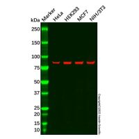 Recombinant APPL Antibody，ExactAb™, Validated, 重组, 0.3 mg/mL，阿拉丁