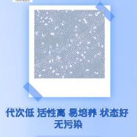 人鳞状细胞癌细胞CCLF_HNSC_0004_T细胞